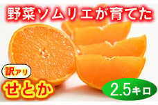 【訳あり・優品】野菜ソムリエ石児さんの「せとか 2.5kg」  ミカン みかん 蜜柑 柑橘 2.5kg 柑橘類 せとか 訳あり フルーツ 2月 3月 先行予約 ＜103-012＞