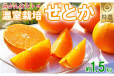 岩尾農園の温室栽培せとか 特選 約1.5kg 先行予約 柑橘類 みかん ミカン ＜066-003_5＞