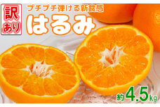【訳あり品】岩尾農園のはるみ 約4.5kg 先行予約 柑橘類 みかん ＜066-006_5＞