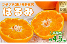 岩尾農園のはるみ 特選 約4.5kg（手詰め） 先行予約 柑橘類 みかん ミカン ＜066-007_5＞