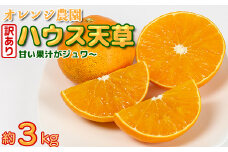 【訳あり・規格外品】九州のオレンジ「ハウス天草」約3～3.3kg みかん ミカン オレンジ 訳あり 先行予約 柑橘類 11月 12月 ＜114-003_5＞