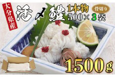 大分県産活じめ鱧（はも）1本物 骨切り切身 たっぷり 1500g 鱧 はも ハモ 鱧しゃぶ 湯引き 鱧鍋 鱧しゃぶセット 骨切り 鱧すき 天ぷら 鱧寿司 フライ 鱧ちり 鱧皮 天然鱧 冷凍 敬老の日 ＜108-007_5＞
