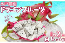 木戸農園のドラゴンフルーツ 計約2kg（白4~8個） 先行予約 果物 フルーツ ＜113-008＞