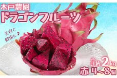 木戸農園のドラゴンフルーツ 計約2kg （赤4~8個） 先行予約 果物 フルーツ ＜113-007＞