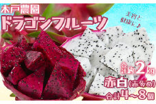 木戸農園のドラゴンフルーツ 計約2kg（赤白 合計4~8個 赤多め） 先行予約 果物 フルーツ ＜113-009＞