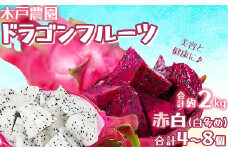 木戸農園のドラゴンフルーツ 計約2kg（赤白 合計4~8個 白多め） 先行予約 果物 フルーツ ＜113-010_5＞