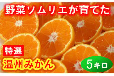 野菜ソムリエ石児さんの「特選 温州みかん 5kg」 ミカン みかん 蜜柑 柑橘 5kg 柑橘類 先行予約 甘い 温州みかん フルーツ ＜103-006＞
