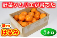 【訳あり・規格外品】野菜ソムリエ石児さんの「はるみ 5kg」 ミカン みかん 蜜柑 柑橘 5kg 柑橘類 はるみ 訳あり フルーツ 1月 2月 先行予約 ＜103-011_5＞