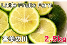 香り抜群!果汁たっぷり!リトルフルーツファームのかぼす「香美の川」 約2.5kg ／ 柑橘類 果物 フルーツ 9月 10月 11月 12月 ＜116-004＞