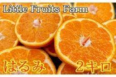 【訳あり品】リトルフルーツファームのはるみ 約2kg みかん 柑橘類 訳あり 2kg 先行予約 2月 3月 はるみ フルーツ 果物 ＜116-031＞