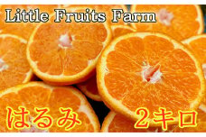 【訳あり品】リトルフルーツファームのはるみ 約2kg みかん 柑橘類 訳あり 2kg 先行予約 2月 3月 はるみ フルーツ 果物 ＜116-031＞