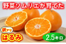 【訳あり・優品】野菜ソムリエ石児さんの「はるみ 2.5kg」 ミカン みかん 蜜柑 柑橘 2.5kg 柑橘類 はるみ 訳あり フルーツ 1月 2月 先行予約 ＜103-027_6＞