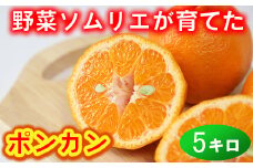 野菜ソムリエ石児さんの「ポンカン（みかん） 5kg」バラ詰め ミカン みかん 蜜柑 柑橘 5kg 柑橘類 ぽんかん フルーツ 1月 2月 先行予約 ＜103-026_6＞