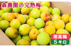 森農園の完熟梅(南高梅) 5kg 梅 南高梅 完熟梅 梅干し 梅干 梅干し用 梅酒  梅シロップ 梅ジャム 5キロ 数量限定 先行予約 6月 ＜162-003＞