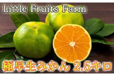 【訳あり品】リトルフルーツファームの極早生みかん 約2.5kg ／ ミカン みかん 蜜柑 柑橘類 訳あり先行予約 10月 2.5kg 温州みかん 極早生 数量限定 フルーツ ＜116-011＞