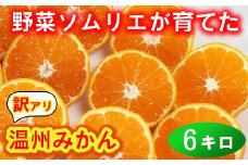 【訳あり・規格外品】野菜ソムリエ石児さんの「温州みかん 6kg」 ミカン みかん 蜜柑 柑橘 6kg 柑橘類 訳あり 甘い 温州みかん フルーツ ＜103-031＞