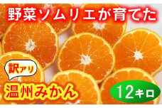 【訳あり・規格外品】野菜ソムリエ石児さんの「温州みかん 12kg（6kg×2箱）」ミカン みかん 蜜柑 柑橘 12kg 柑橘類 訳あり 甘い 温州みかん フルーツ ＜103-032＞