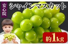 シャインマスカット(約1kg)フルーツ 果物 葡萄 ぶどう 安心院 人気 ランキング＜先行予約受付中！2025年8月下旬より順次発送予定＞＜北海道 沖縄 離島配送不可＞【106300101】【大分県農業協同組合　北部エリア】
