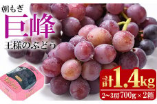 王さまのぶどう 朝もぎ 巨峰(計1.4kg・700g×2パック)国産 ぶどう 葡萄 フルーツ 果物 くだもの 果実 セット【100702400】【宮田ファミリーぶどう園】