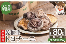 乾椎茸 トヨチーニ・サイズランダム(計80g・40g×2袋)しいたけ 干し椎茸 原木椎茸【110300401】【松重　拓志】