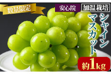 シャインマスカット 加温栽培(約1kg)シャインマスカット ぶどう 葡萄 フルーツ 果物 くだもの 果実＜先行予約受付中！2025年8月上旬から順次発送予定＞＜北海道、沖縄、離島配送不可＞【106300301】【大分県農業協同組合　北部エリア】
