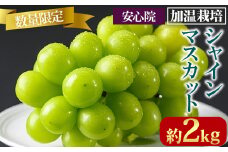 シャインマスカット 加温栽培(約2kg)シャインマスカット ぶどう 葡萄 フルーツ 果物 くだもの 果実＜先行予約受付中！2025年8月上旬から順次発送予定＞＜北海道、沖縄、離島配送不可＞【106300600】【大分県農業協同組合　北部エリア】
