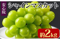 シャインマスカット(約2kg)フルーツ 果物 葡萄 ぶどう 安心院 人気 ランキング＜先行予約受付中！2025年8月下旬より順次発送予定＞＜北海道 沖縄 離島配送不可＞【106300501】【大分県農業協同組合　北部エリア】