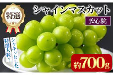 特選シャインマスカット(約700g)シャインマスカット ぶどう 葡萄 フルーツ 果物 くだもの 果実 特選＜先行予約受付中！2025年8月下旬より順次発送予定＞＜北海道、沖縄、離島配送不可＞【106300201】【大分県農業協同組合　北部エリア】