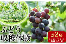 ＜先行予約受付中！＞ぶどう収穫体験(巨峰1房、シャインマスカット1房)体験 収穫体験 巨峰 シャインマスカット ぶどう 葡萄 フルーツ 果物 くだもの【100702700】【宮田ファミリーぶどう園】