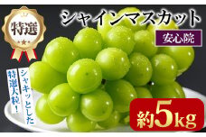 特選シャインマスカット(約5kg)シャインマスカット ぶどう 葡萄 フルーツ 果物 くだもの 果実 特選＜先行予約受付中！2025年8月下旬より順次発送予定＞＜北海道、沖縄、離島配送不可＞【106300700】【大分県農業協同組合　北部エリア】
