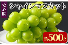シャインマスカット(約500g)フルーツ 果物 葡萄 ぶどう 安心院 人気 ランキング＜先行予約受付中！2025年8月下旬より順次発送予定＞＜北海道 沖縄 離島配送不可＞【106300800】【大分県農業協同組合　北部エリア】
