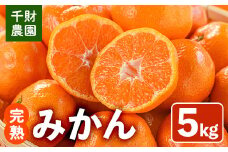 ＜先行予約受付中！2025年11月上旬から順次発送予定＞千財農園 みかん(約5kg)みかん ミカン 蜜柑 柑橘 フルーツ 果物 くだもの 果実【109000401】【千財農園】