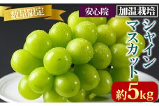 シャインマスカット 加温栽培(約5kg)シャインマスカット ぶどう 葡萄 フルーツ 果物 くだもの 果実 ＜先行予約受付中！2025年8月上旬から順次発送予定＞＜北海道、沖縄、離島配送不可＞【106300900】【大分県農業協同組合　北部エリア】