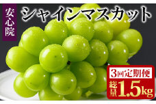 ＜定期便・全3回(連続)＞シャインマスカット(総量1.5kg・500g×3回)フルーツ 果物 葡萄 ぶどう 安心院 人気 ランキング＜先行予約受付中！2025年8月下旬より順次発送予定＞＜北海道 沖縄 離島配送不可＞【206300500】【大分県農業協同組合 北部エリア】