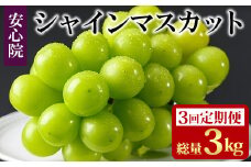 ＜定期便・全3回(連続)＞シャインマスカット(総量3kg・1kg×3回)フルーツ 果物 葡萄 ぶどう 安心院 人気 ランキング＜先行予約受付中！2025年8月下旬より順次発送予定＞＜北海道 沖縄 離島配送不可＞【206300100】【大分県農業協同組合 北部エリア】