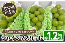 ＜数量限定＞シャインマスカット (約1.2kg) シャインマスカット 葡萄 ぶどう フルーツ 果物 くだもの 果実【115800100】【大分中央農産】