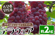 ＜数量限定＞デラウェア (約2kg) デラウェア 葡萄 ぶどう フルーツ 果物 くだもの 果実【115800200】【大分中央農産】