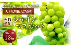 056-801 【2023年9月下旬より順次発送予定】【先行予約】豊後大野市産 シャインマスカット 1.2kg  糖度20度 種なし マスカット