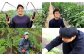 【北海道・沖縄県・離島への配送不可】 豊後大野市 の 旬 の お野菜 くだもの セット 8～10品 大分県産 フルーツ 