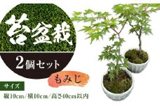 144-1232x1 苔 盆栽 (もみじ) 2個 セット コケ 【2025年3月下旬から11月上旬発送予定】