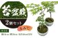 苔 盆栽 (もみじ) 2個 セット
