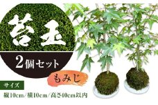 144-1233x1 苔玉 (もみじ) 2個 セット コケ 苔 【2025年3月下旬から11月上旬発送予定】