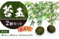 苔玉 (もみじ) 2個 セット コケ 苔