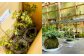 苔玉 (もみじ) 2個 セット コケ 苔