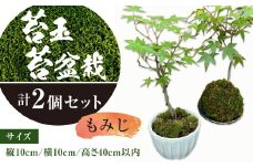 144-1234x1 苔玉 1個 苔盆栽 1個 (もみじ) 合計2個 セット コケ 苔 【2025年3月下旬から11月上旬発送予定】