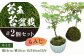 苔玉 1個 苔盆栽 1個 (もみじ) 合計2個 セット コケ 苔