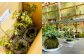 苔玉 1個 苔盆栽 1個 (もみじ) 合計2個 セット コケ 苔
