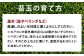 苔玉 1個 苔盆栽 1個 (もみじ) 合計2個 セット コケ 苔