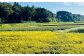  【令和6年産】大分県豊後大野市産 米 「なつほのか」 10kg（5kg×2袋）