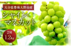 056-1119x1 【先行予約】 シャインマスカット 2房 合計約1.2kg 種なし ぶどう 【2025年9月下旬から10月下旬発送予定】